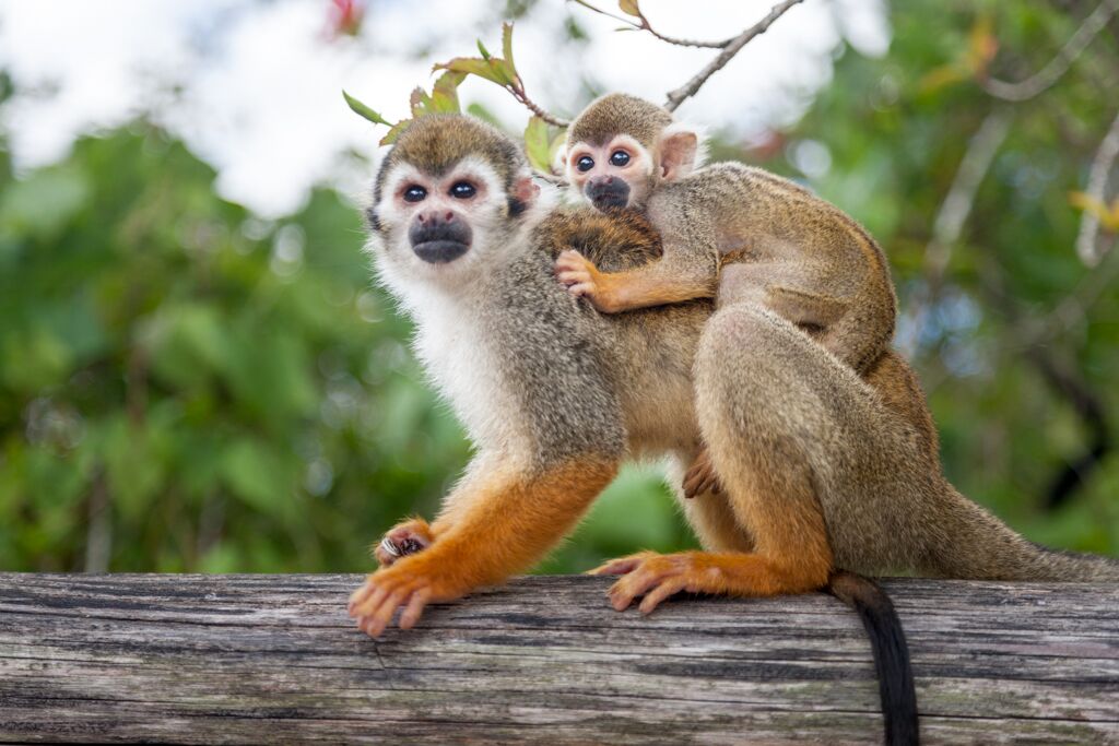Monkey Jungle Cabarete 