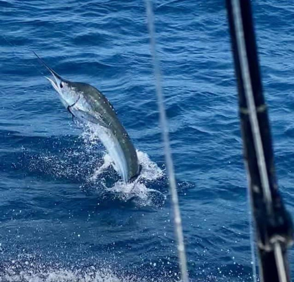 DEEP SEA FISHING TOUR IN SOSUA PUERTO PLATA